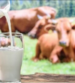 Raw Milk Dubai