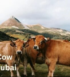 Raw Milk Dubai