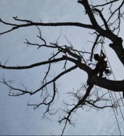 Grant Brothers Tree Service