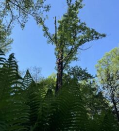 Grant Brothers Tree Service