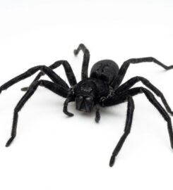 Elite Inspections & Pest Solutions