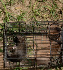 TrapOne Wildlife Removal
