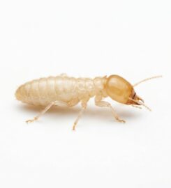 Elite Inspections & Pest Solutions