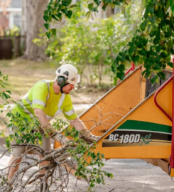Total Control Tree Service