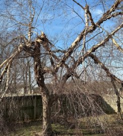 Tree-B-Gone