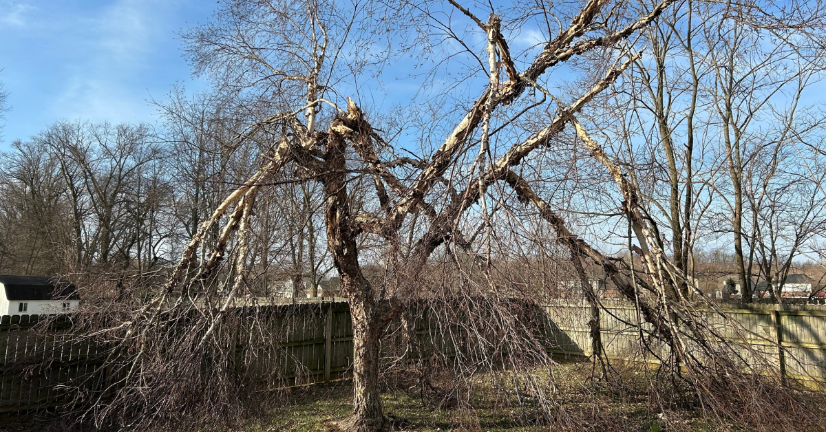 Tree-B-Gone