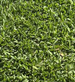 Hi Quality Turf Sydney
