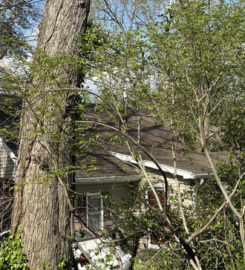 Tree-B-Gone