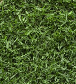 Hi Quality Turf Sydney