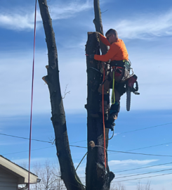 Tree-B-Gone