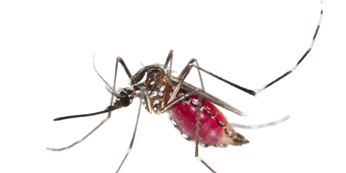 IPest Solutions Waco