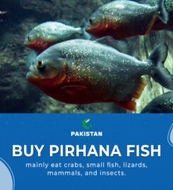 Pakistan National Fish