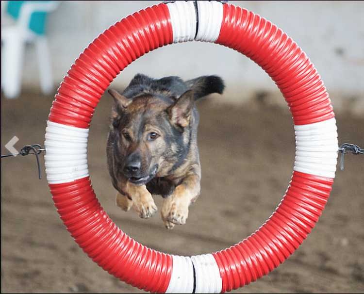 The K9 Coach