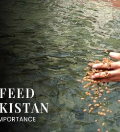 Pakistan National Fish