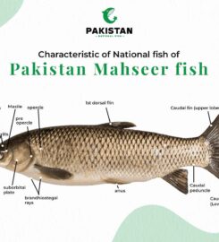 Pakistan National Fish
