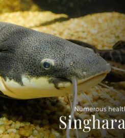 Pakistan National Fish