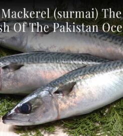 Pakistan National Fish