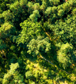 Tree World Landscaping
