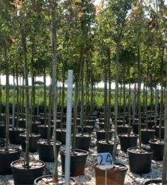 Tree World Landscaping