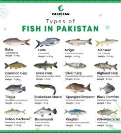 Pakistan National Fish