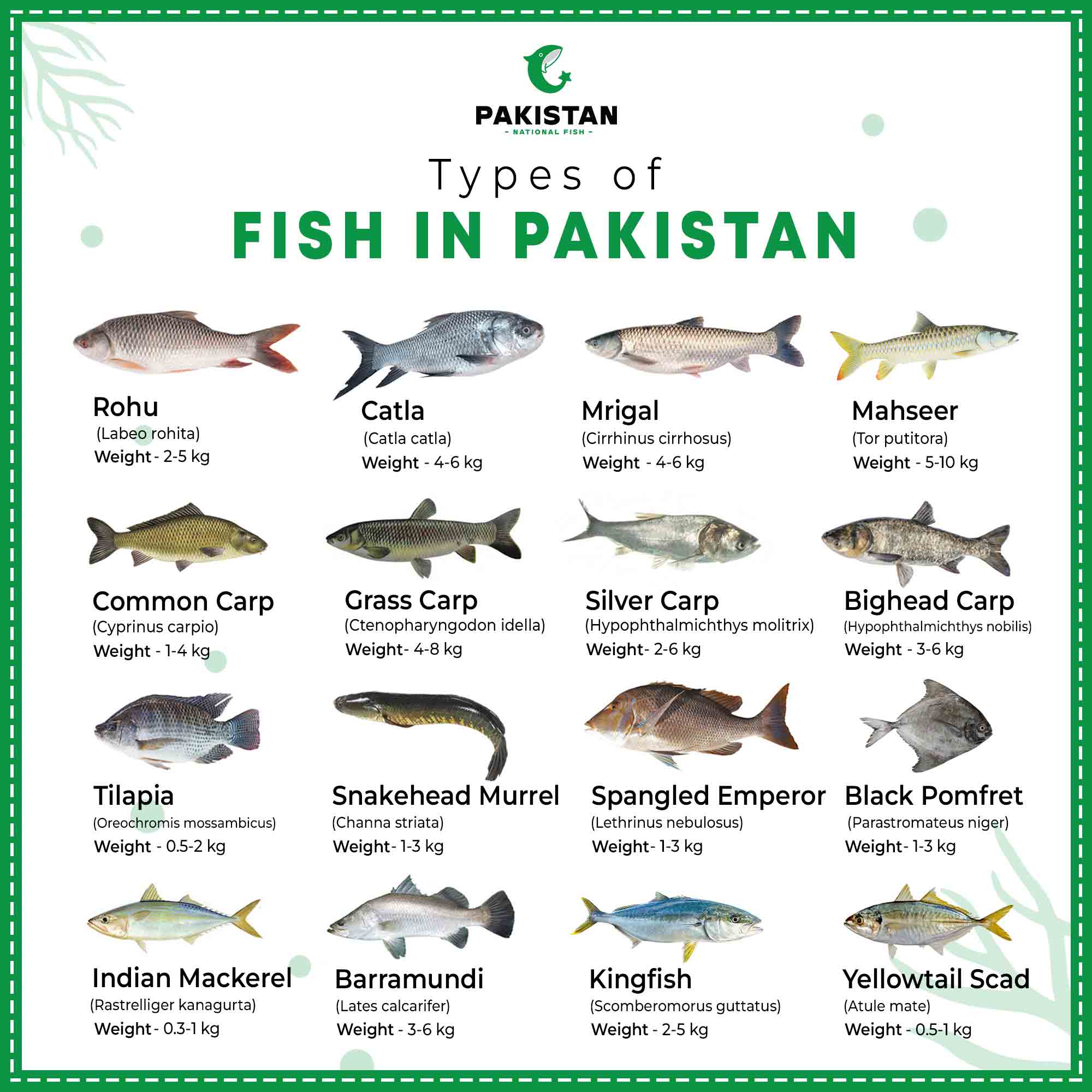 Pakistan National Fish
