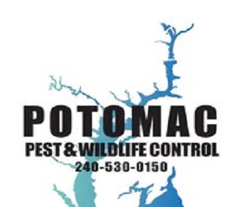 Potomac Pest and Wildlife Control