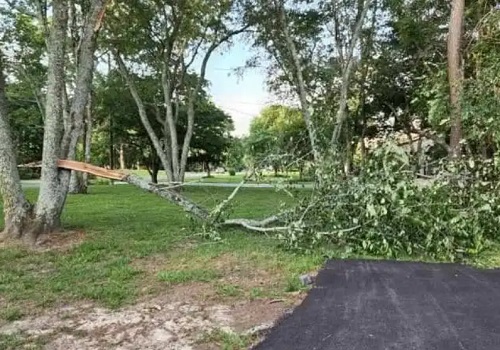 Thomas Tree Solutions LLC