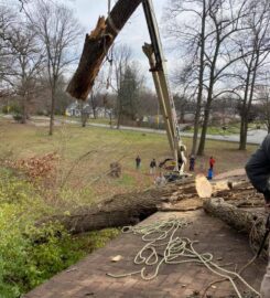 Tino's Tree Service