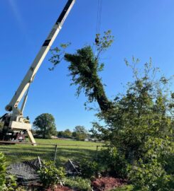 Tino's Tree Service