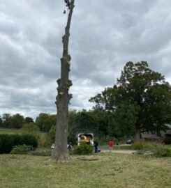 Tino's Tree Service