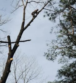 Plyler's Tree Service