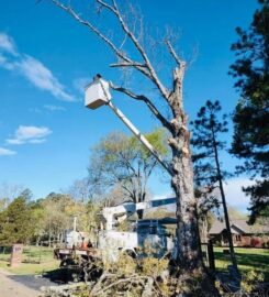 Plyler's Tree Service