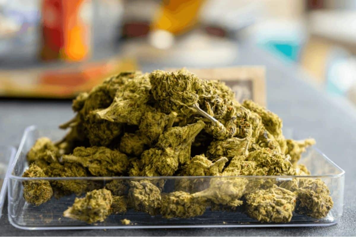 Kushbuddy