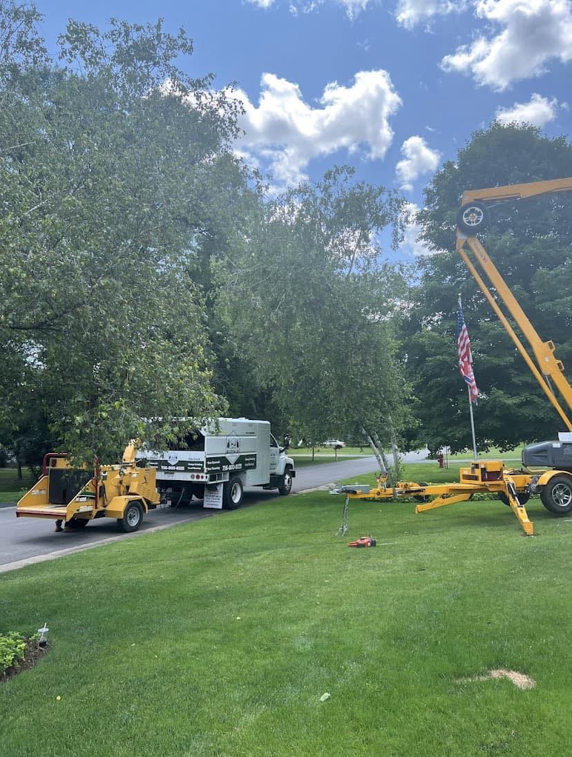 Buffalo Tree Service