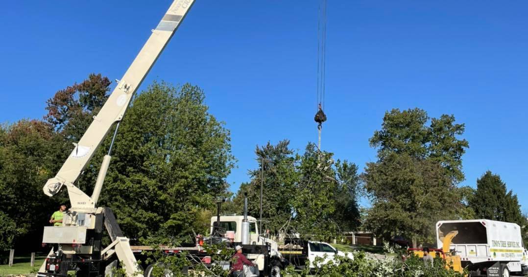 Tino's Tree Service
