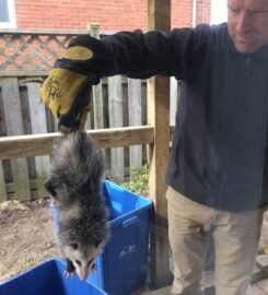 Critter Hero Wildlife Removal Grimsby