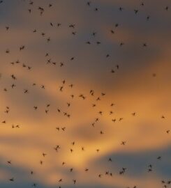Mosquito Stop