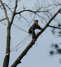 Plyler's Tree Service
