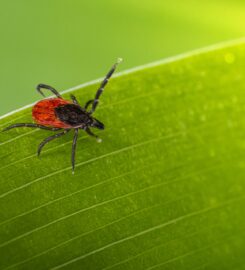 Mosquito Stop