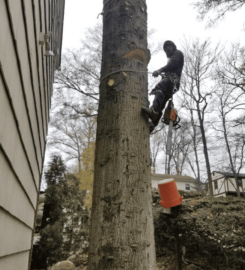 García Tree Removal Service