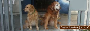 24 Hour Dog Daycare Near Me Powell-Gilhurst