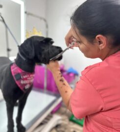 Boujee Mobile Pet Grooming