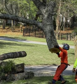 770-Tree-Guy