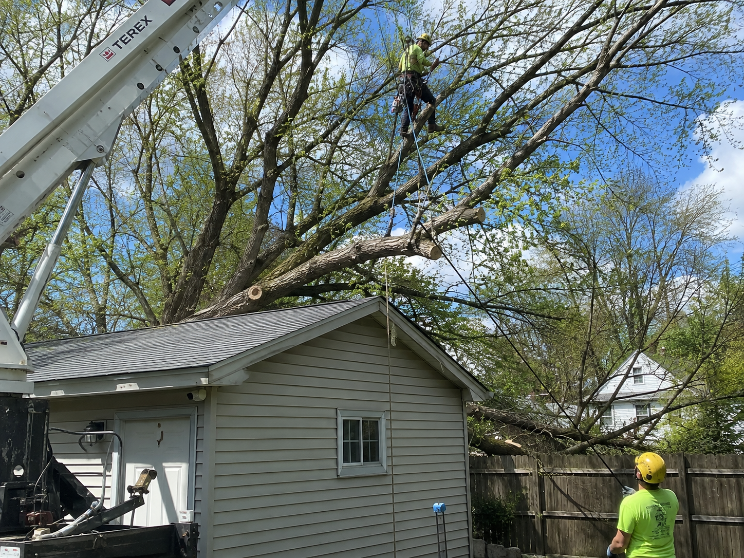 Tree Service Buffalo NY | The Buffalo TreeTeam