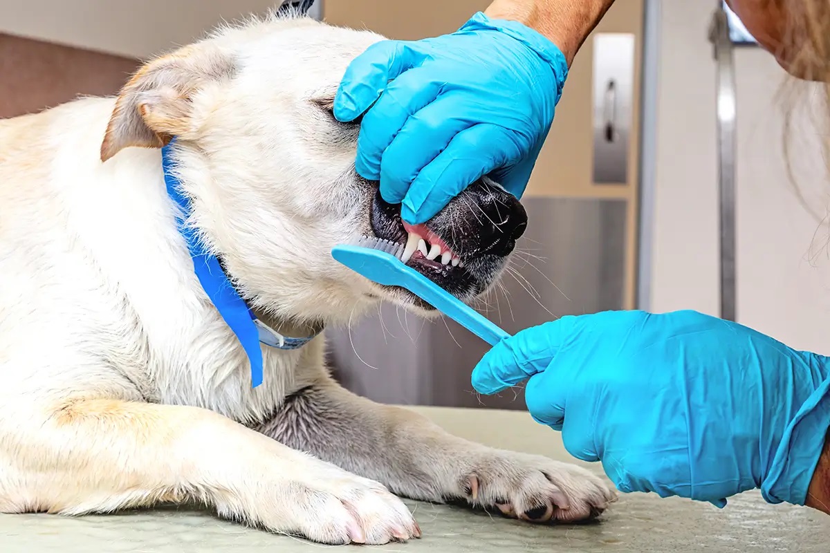 Boujee Mobile Pet Grooming
