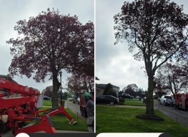 KD Tree Service Albany NY