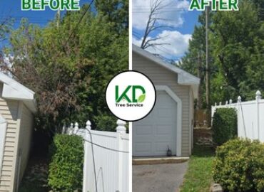 KD Tree Service Albany NY