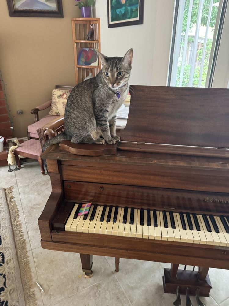 Flute and piano lessons by Rosalind