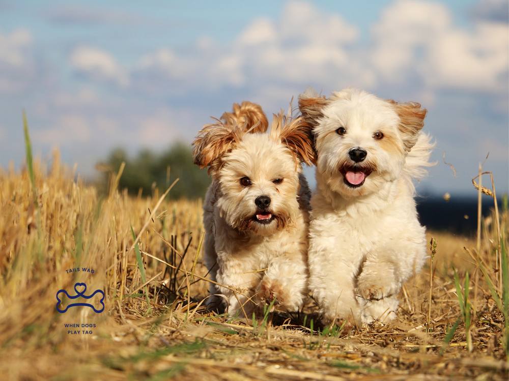 DogTag Dog Daycare and Boarding