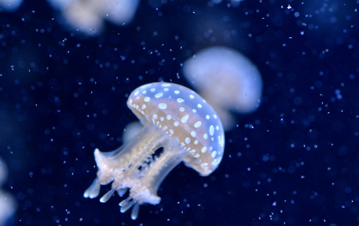 Squishy Tanks